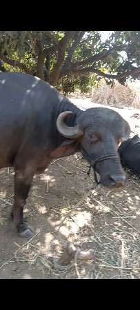 જાફરાબાદી ટોપલી ખડાય છે