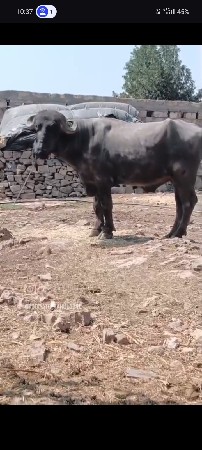 પાડો વેચવાનો છે