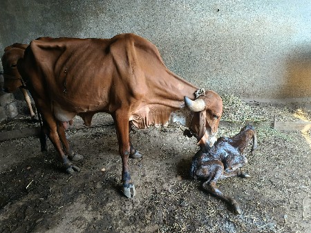 ગાય વેસવાની છે