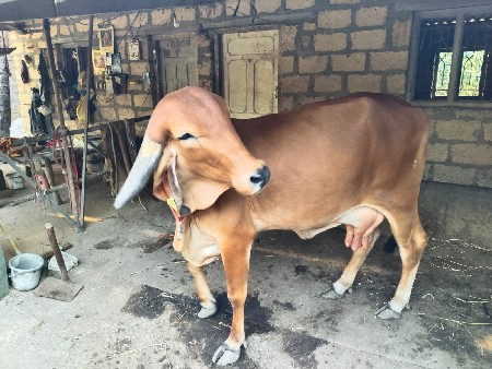 વેચવા ની છે