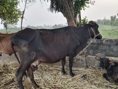 બે ગાયૂ વેસવા ની છે