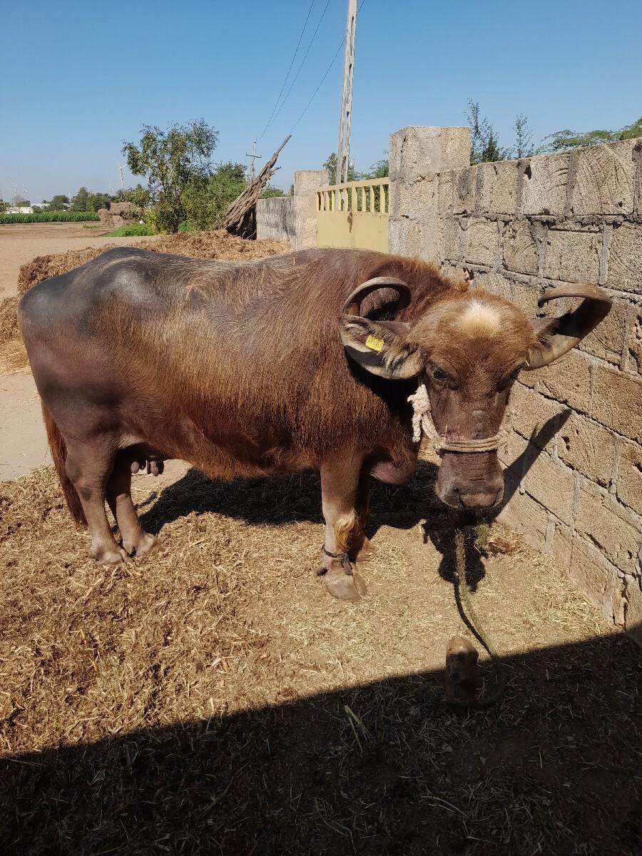 વેચવાની  છે