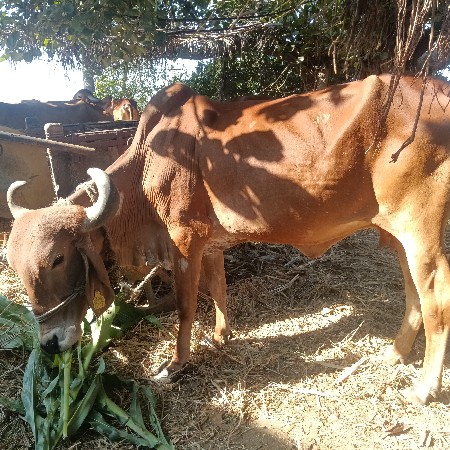 थंबनेल 3