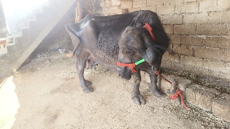 થંબનેલ 2