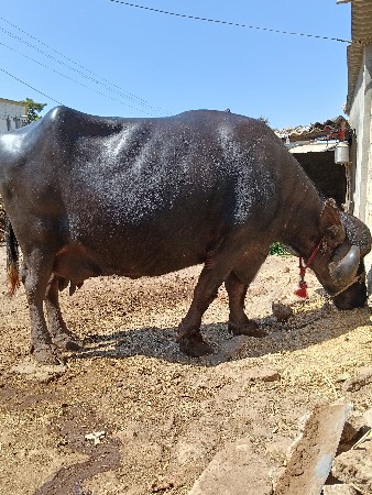 थंबनेल 3