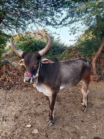 બળદ વેચવાના છે