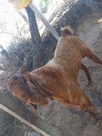 એક બોકડો એક ઘેટો વેચવા ના