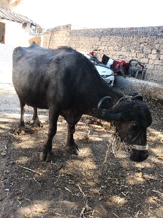 थंबनेल 2