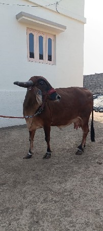 અમિત રાઠોડ