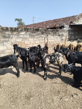 થંબનેલ 2