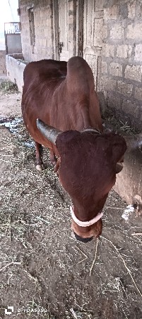 gay vesvani che60gir