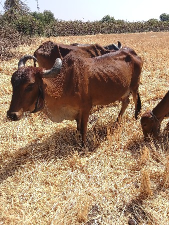 થંબનેલ 3