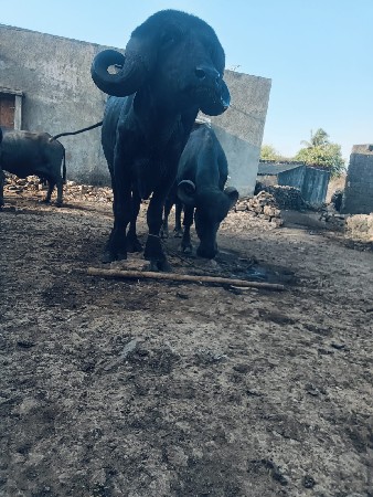 પાડો વેચવાનો છે