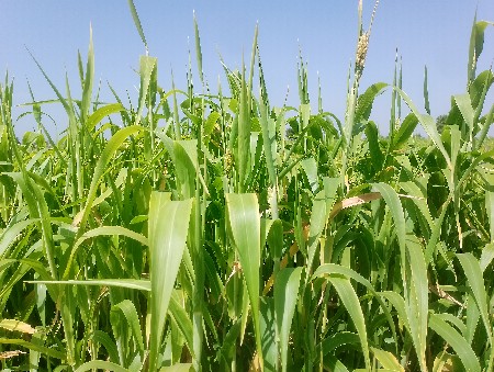 थंबनेल 3