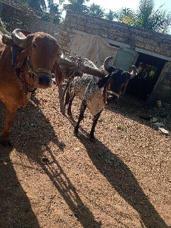 બડદ વેશવાના છે