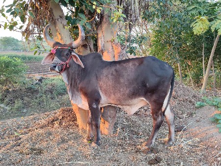 1 વાવણી વાવેલ