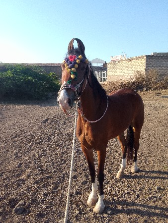 થંબનેલ 2