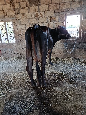 ગાય વેશવાની છે