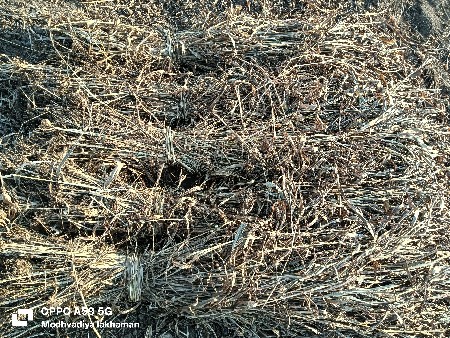 જુવાર ની નીરન વેસવા ની સે