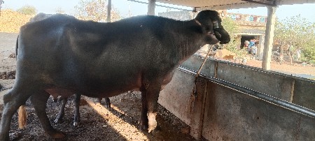 ભેંસ વેચવાની છે