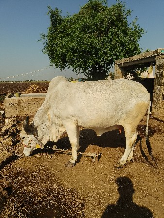 ગાય વેચવાની છે
