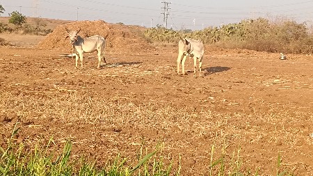 थंबनेल 2