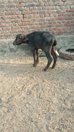 પંદર દિવસનો પાડો છે