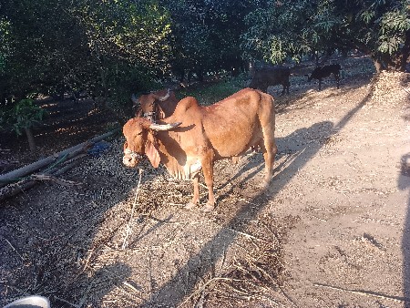 આપવ  ની છે