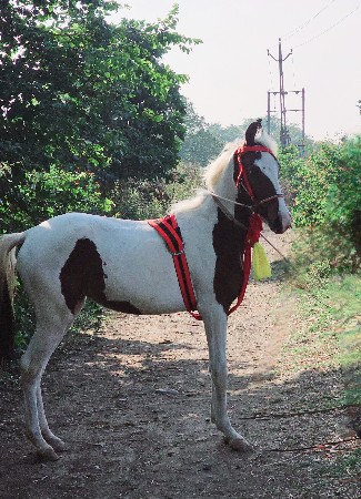 થંબનેલ 3