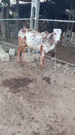 થંબનેલ 2