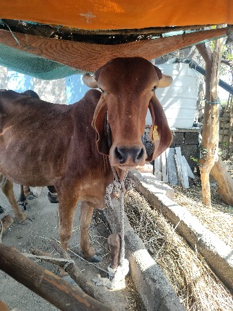 ગાઈ વેચવા ની છે