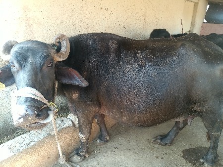 थंबनेल 2