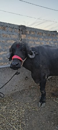 જાફરી ખડેલી