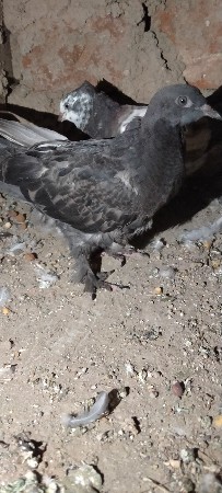 kabutar vechvanaa chhe