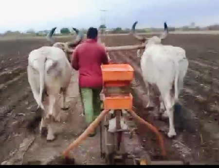 વઢીયારા.  બળદ વહેંચવા ના છે