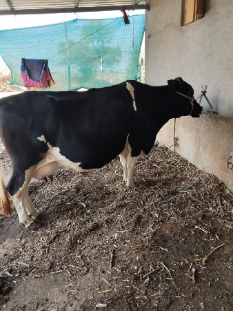 HF ગાય વેચવાની છે