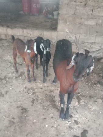 થંબનેલ 2