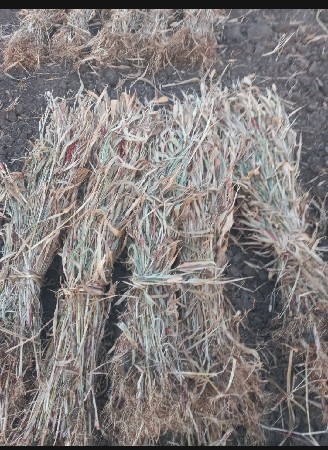 લીલી જુવારી વેચવાનું છેં