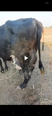 થંબનેલ 3