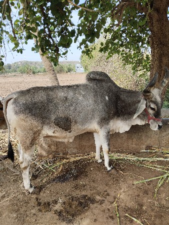 બળદ વેચવાનો છે