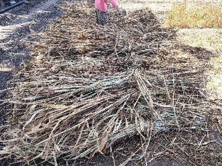 બાજરી નો ચારો