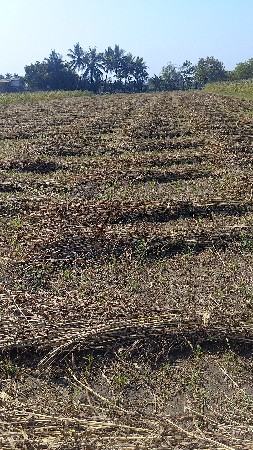 જુવાર નો સારો વેચવાનો છે .