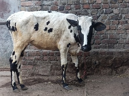 થંબનેલ 2