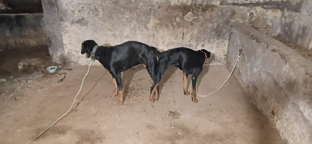 थंबनेल 3