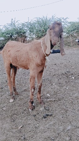 થંબનેલ 3