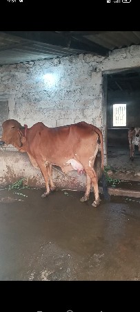ગીર ગાય વેચવાની છે પેલું વેતર ની
