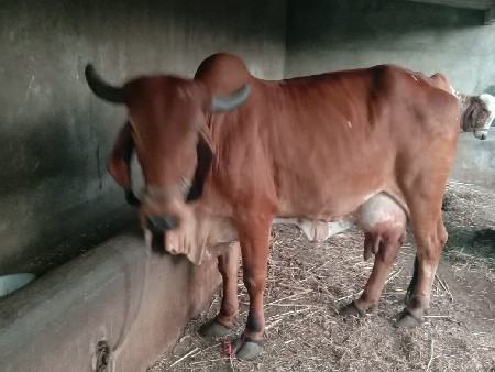 थंबनेल 3