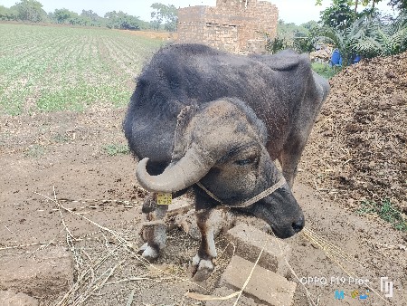 थंबनेल 2