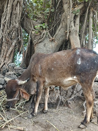 थंबनेल 2