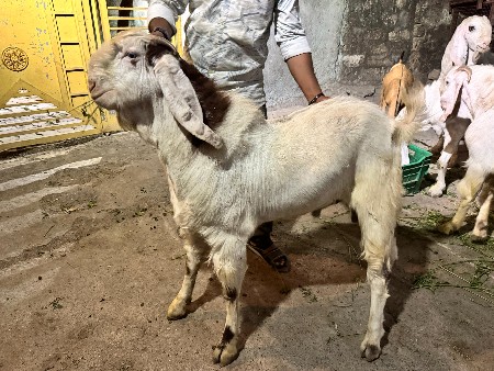 થંબનેલ 2